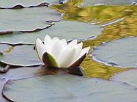 Nenuphar (00) (Photo F. Mrugala)